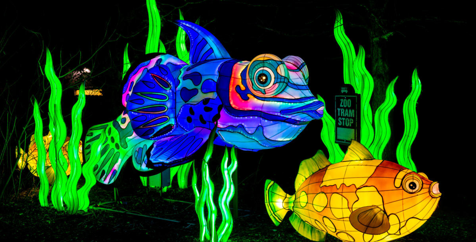 Read more about the article Bright Nights at Four Mile